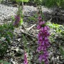 Foxglove (Harz)