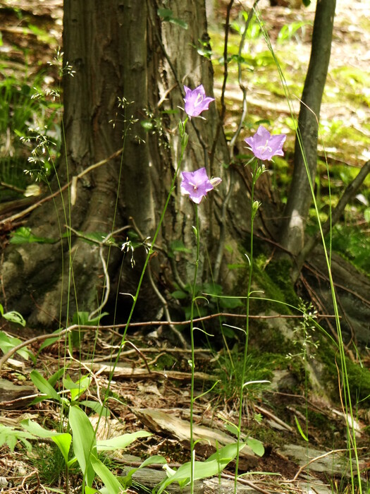 Flowers in the Woods (Harz)