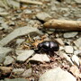 Dung Beetle (Harz)