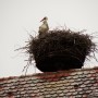 Stork