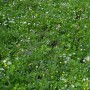 Allgäu Meadow