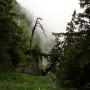 Foggy Mountains