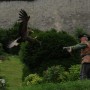 Falconry at Castle Hohenwerfen