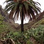 Palm Tree at Masca Valley