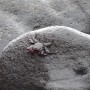 Crab