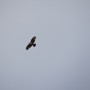 Bird of Prey