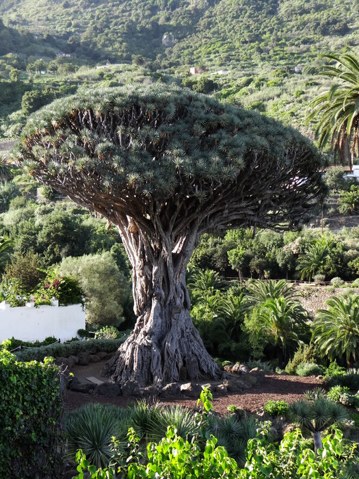 El Drago - a 1000 year old tree