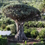 El Drago - a 1000 year old tree