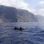 Dolphins at Los Gigantes
