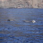 Dolphins at Los Gigantes