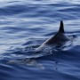 Dolphin at Los Gigantes