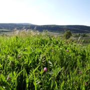 dsc09863.jpg