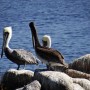 Pelicans