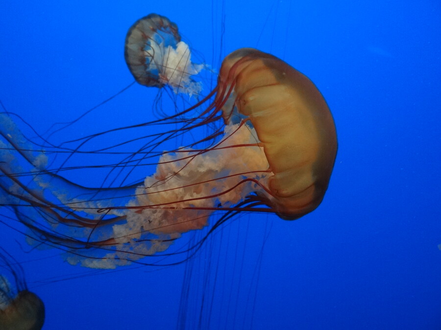 Jelly Fish at Monterey Bay Aquarium