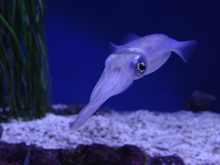 Squid at Monterey Bay Aquarium