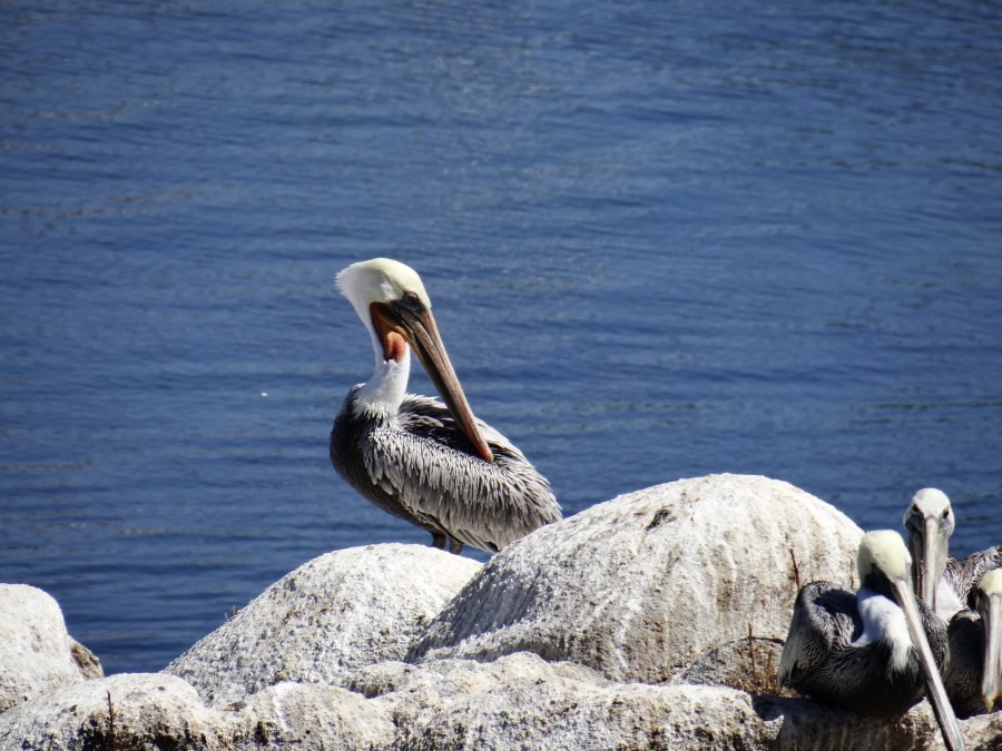 Pelican