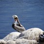 Pelican