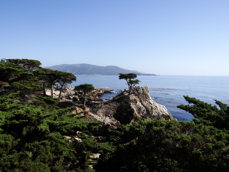 Lone Cypress