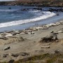 Piedras Blancas Elephant Seal Rookery