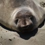 Sea Elephant