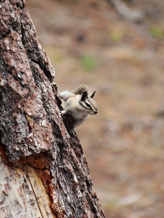 Chipmunk