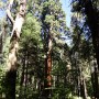 Giant Sequoia