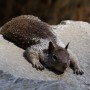 Flat Squirrel is Flat