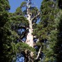 Giant Sequoia