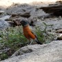 Red Bird