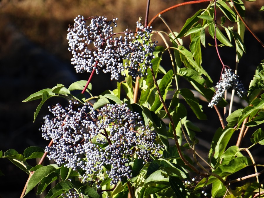 Bush _Berries