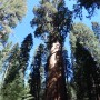 General Sherman
