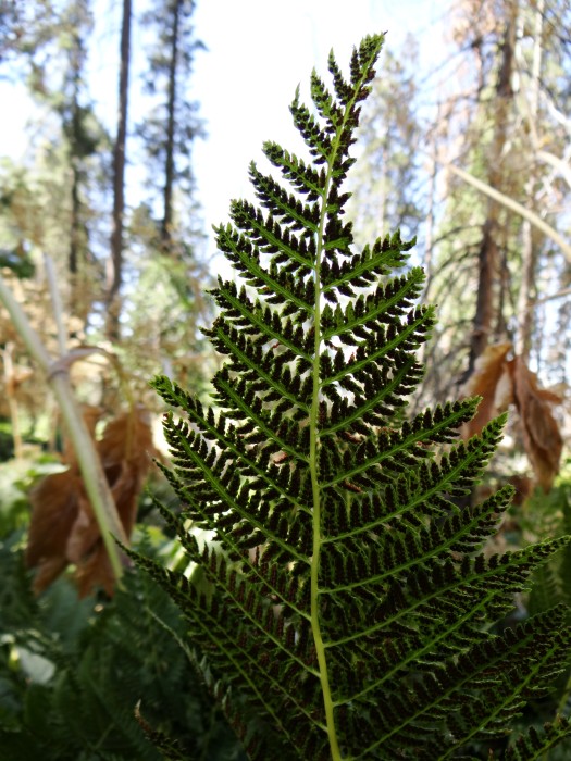 Fern