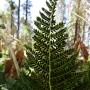 Fern