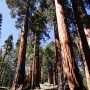 Sequoia National Park