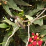 Hummingbird