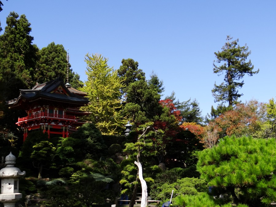 Japoanese Garden at Golden Gate Park