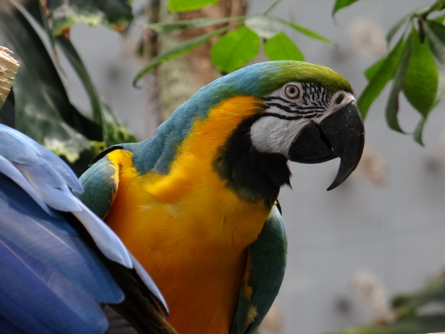 Parrot at California Academy of Sciences