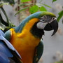 Parrot at California Academy of Sciences