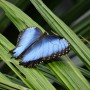 Butterfly at California Academy of Sciences