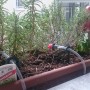 happy plants