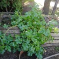 The old compost bins