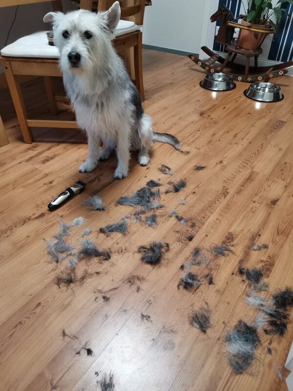 Tarly gets a haircut