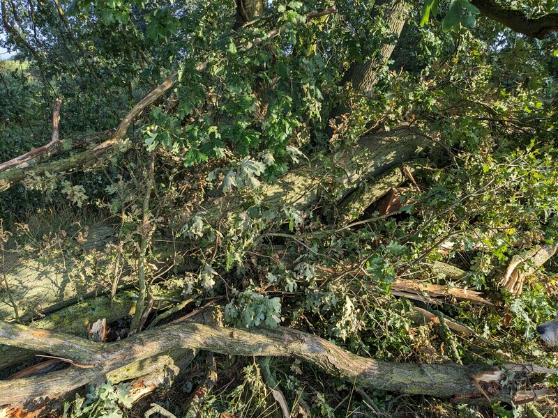 Fallen Oak Tree