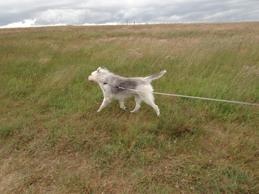 It's windy