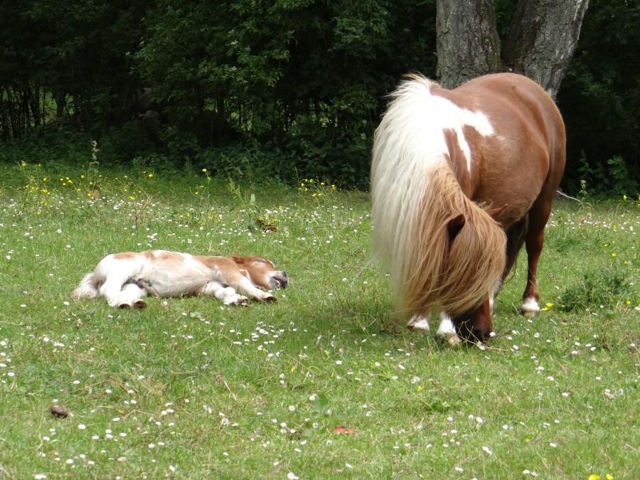 Ponies