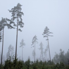 2025-06-26_06-47-53_pixel_6a.jpg