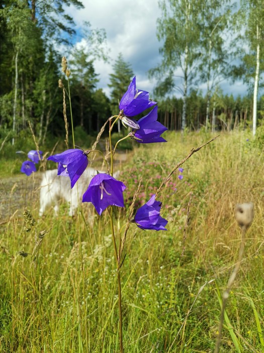 Pretty flowers