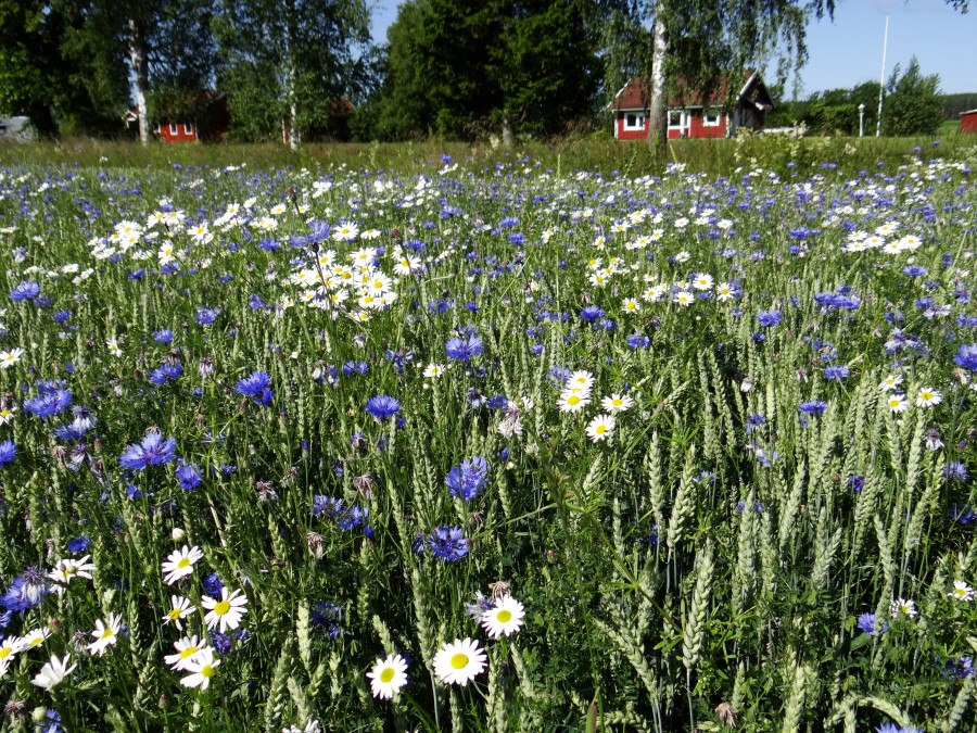 More pretty flowers