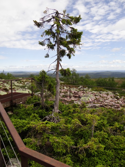 Old Tjikko