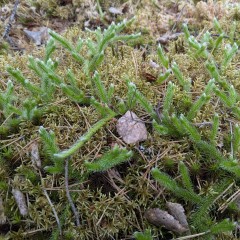 2025-07-01_07-58-31_pixel_6a.jpg